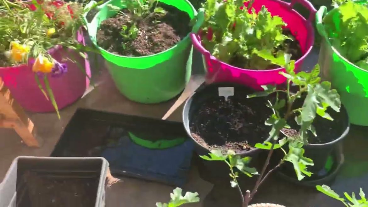 Herb/Kitchen Container Garden Update