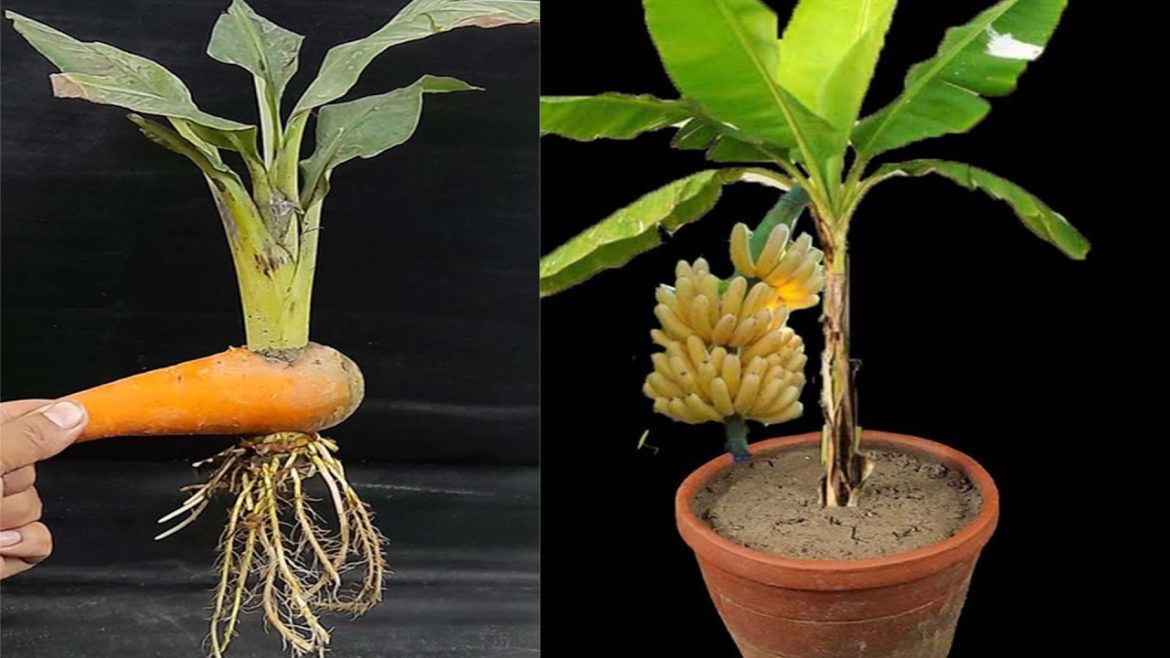 Best idea Grow banana tree from banana fruit || with carrot || A tree made of carrots and bananas