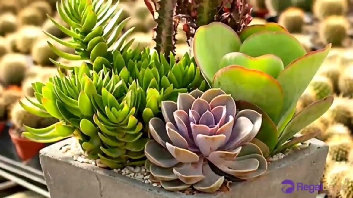 Amazing Agriculture: Floriculture