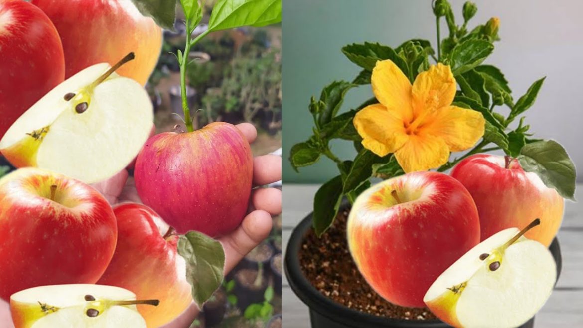 jasud cutting grow with apple nature hormones |   जासुद पौधे की कटिंग कैसे उगाये