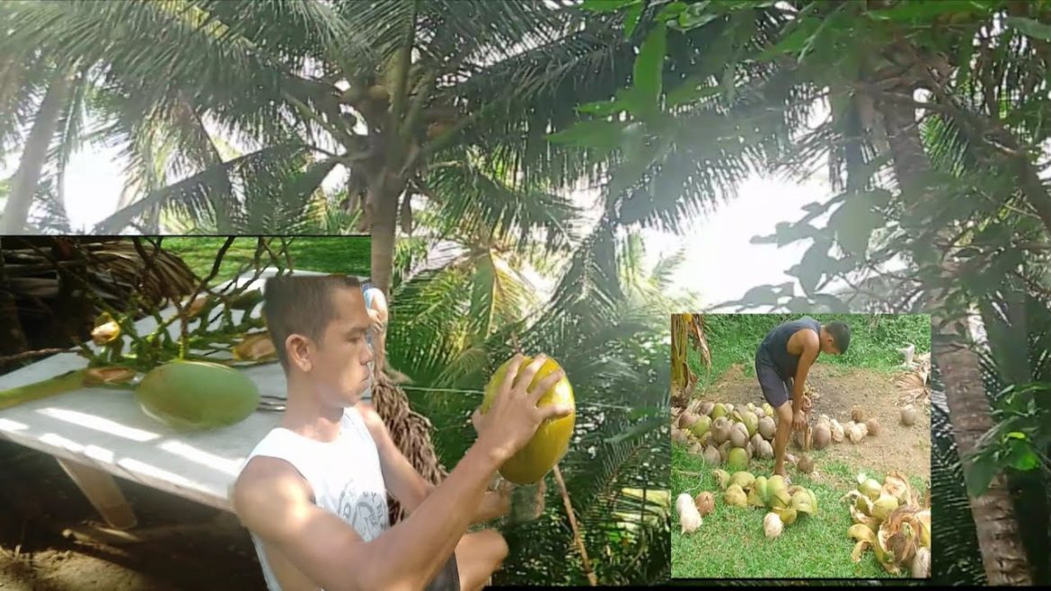 Harvesting of Coconut #Coconut farming #coconut tree #coconut water