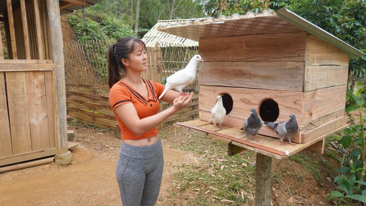 How To Make Pigeon Coop, Take Care Of The Vegetable Garden - Free Building Fram Life, Ep107