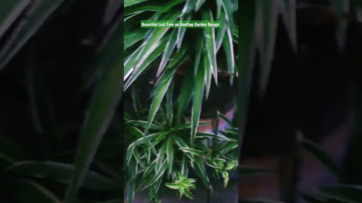 Indoor Spider Plants on Garden Design and Ideas for all. #shorts Indoor Spider Plants on Garden Design and Ideas for all. #shorts