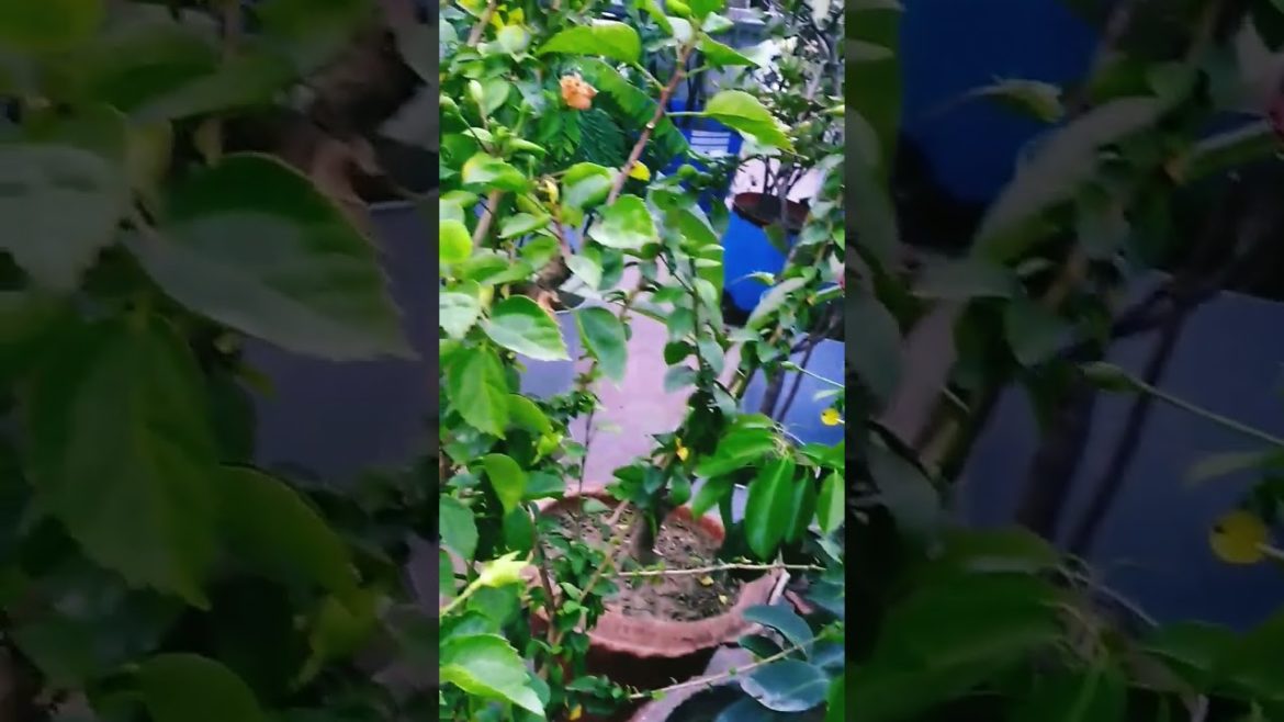 Hibiscus Flowers tree on Rooftop Garden Design. #shorts