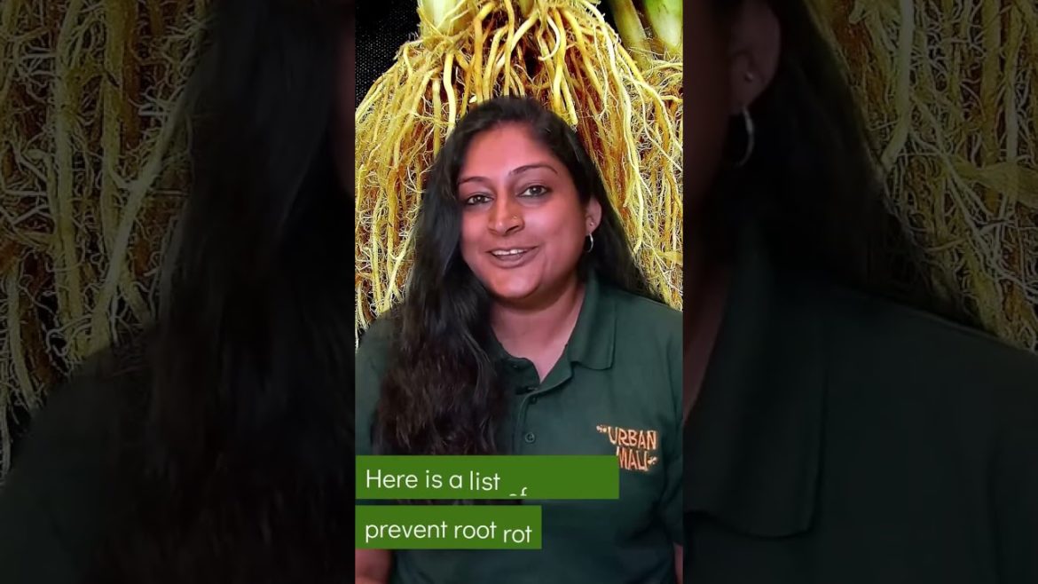 How to avoid Root rot? #shorts #rootrot #gardening #garden #gardeningtips