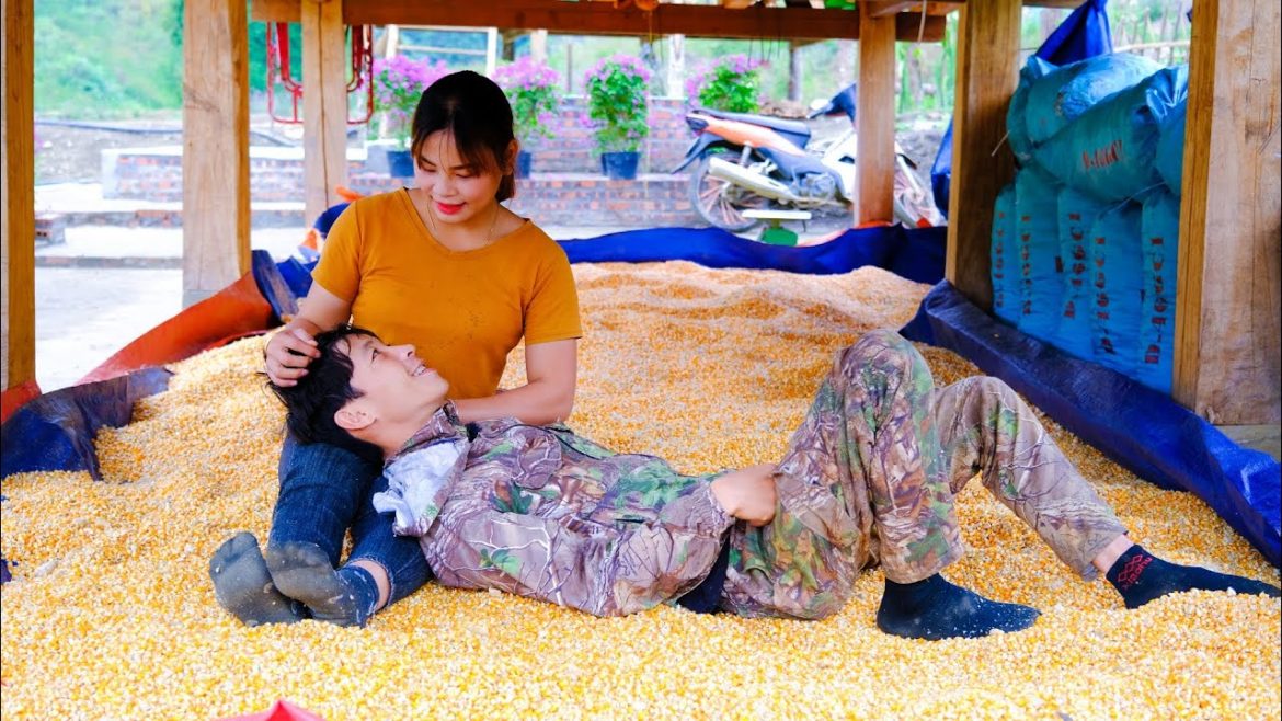 Separating 1000 KG of corn kernels, This is the main source of food for chickens and ducks