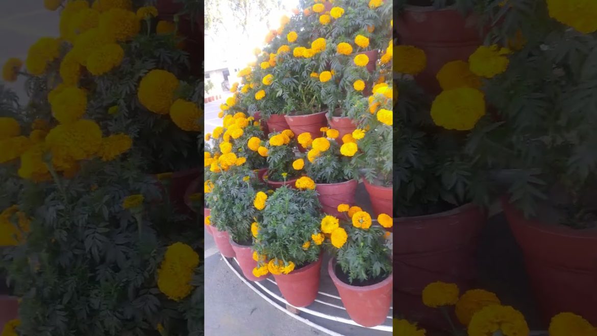Marigold Plants Grow in winter Like This #gardeningtips#chrysanthemumflower Marigold Plants Grow in winter Like This #gardeningtips#chrysanthemumflower