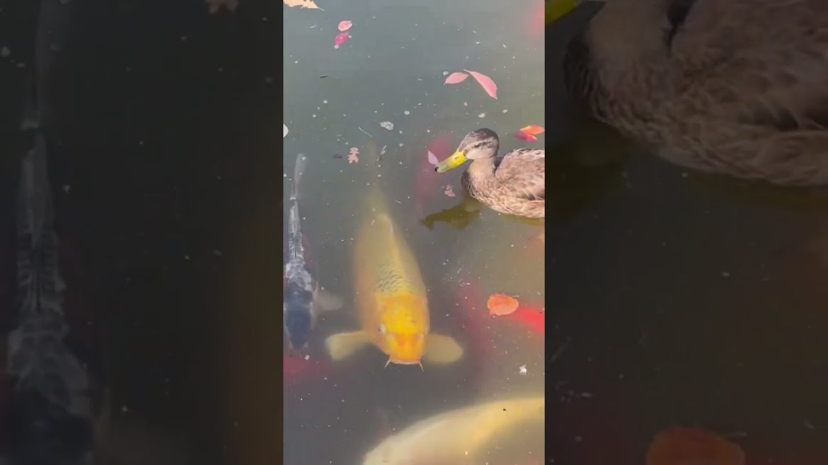 Wow 💙 #Koi fish | Anderson Japanese garden #shorts #koifish #fish