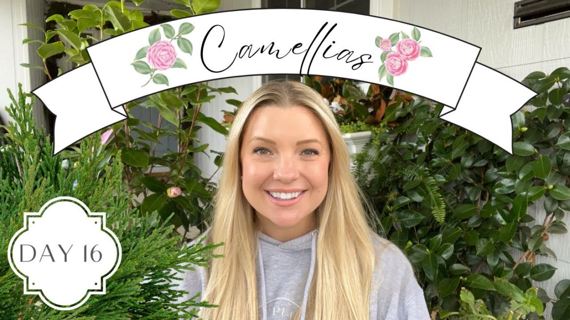 Holidays in the Garden Day 16! :: Plant Profile: Camellias! Holidays in the Garden Day 16! :: Plant Profile: Camellias!