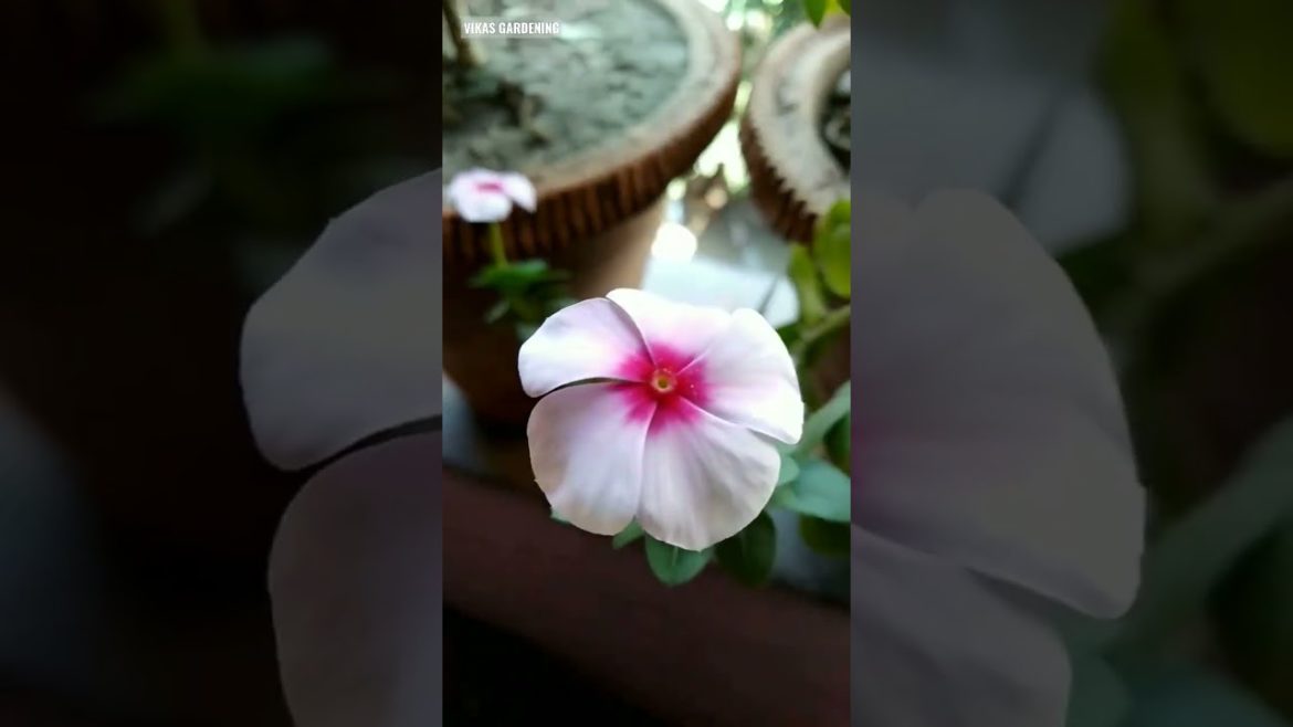 Garden Look | Jade Plant | Money Plant | Curry leaves Plant | spider Plant | #gardening