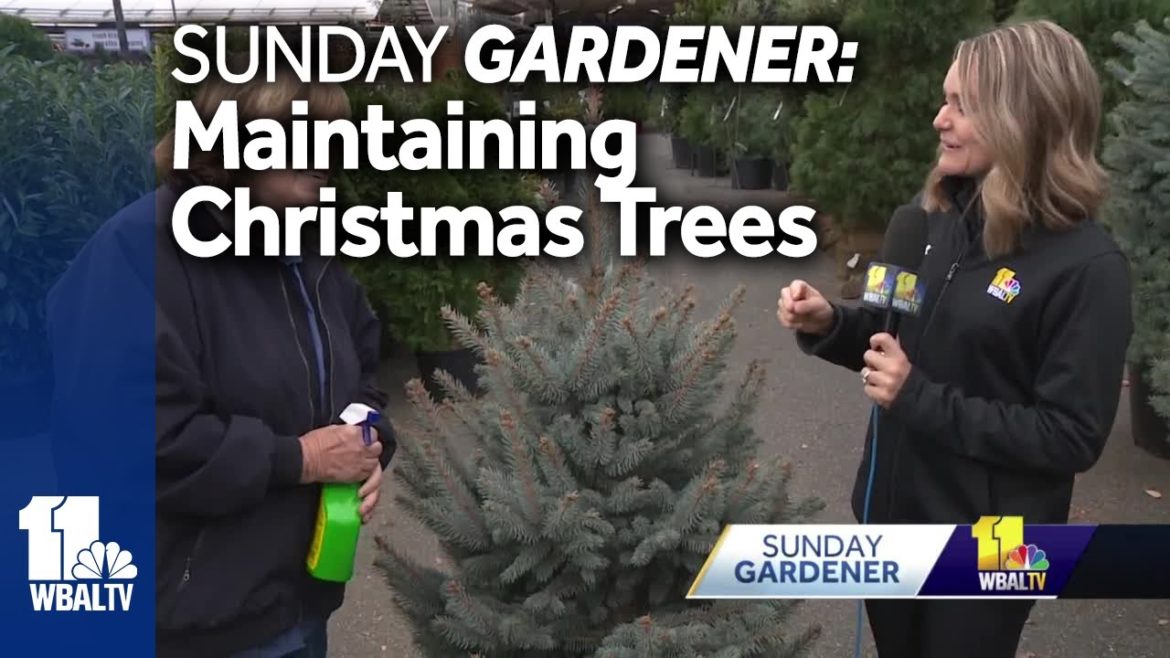 Sunday Gardener: Making your Christmas tree make it through the season