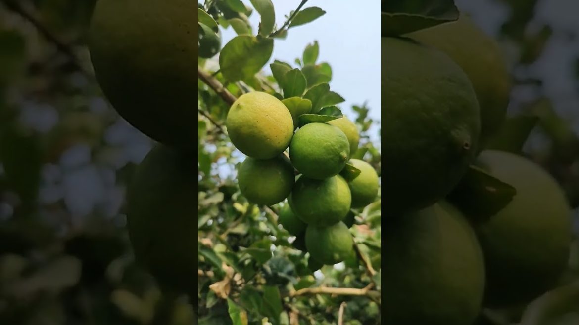 Bunch Of Lemons 😍❤️Nimbu plant || नींबू का पेड़ Satisfying Video #shorts #viral #satisfying