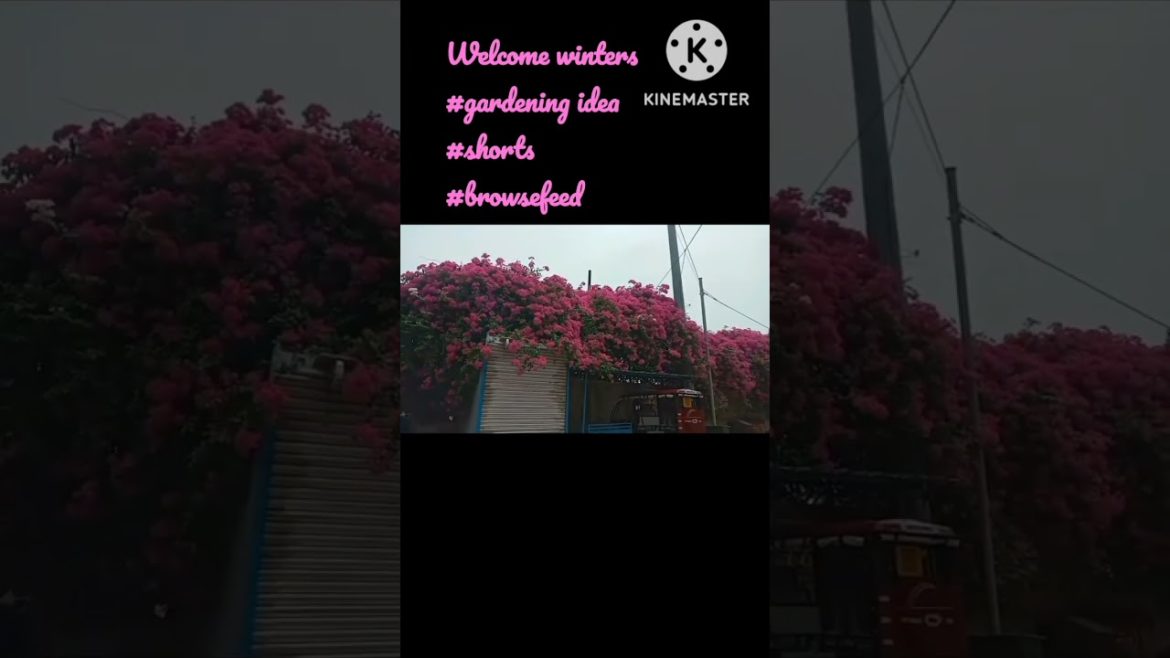 how to garden in winters|winter gardening ideas|winter garden|आपके आ जाने से|#shortvideo#subscribe how to garden in winters|winter gardening ideas|winter garden|आपके आ जाने से|#shortvideo#subscribe