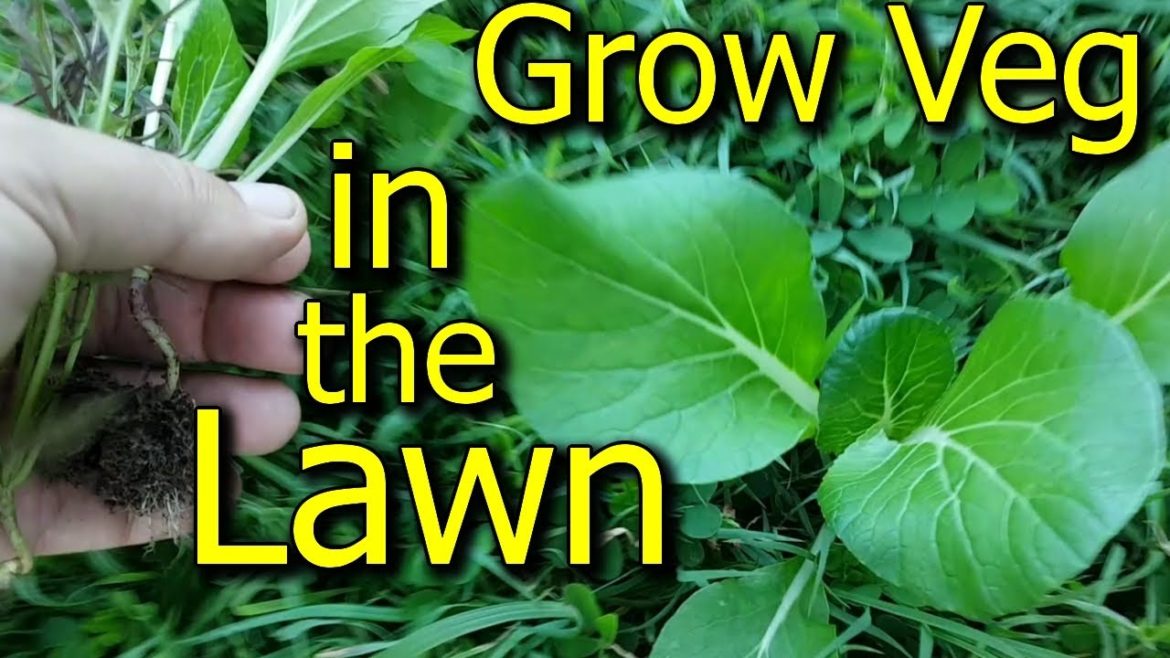 Grow Vegetables in Your Lawn or Grassed Backyard – Plus Other Gardening Tips Grow Vegetables in Your Lawn or Grassed Backyard - Plus Other Gardening Tips