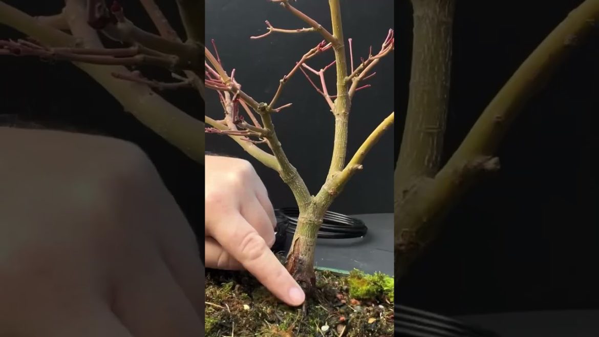 Winter Pruning Japanese Maple Katsura Bonsai Tree