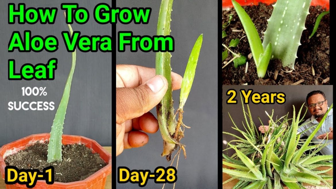 Secret To Grow Aloe Vera Plant From Leaf | How to grow thick leaves Of Aloe Vera | 2 Years updates Secret To Grow Aloe Vera Plant From Leaf | How to grow thick leaves Of Aloe Vera | 2 Years updates