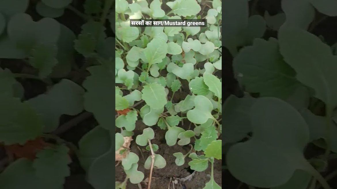 Gardening tips| सरसों का साग #shorts #short #mustard #plant Gardening tips| सरसों का साग #shorts #short #mustard #plant