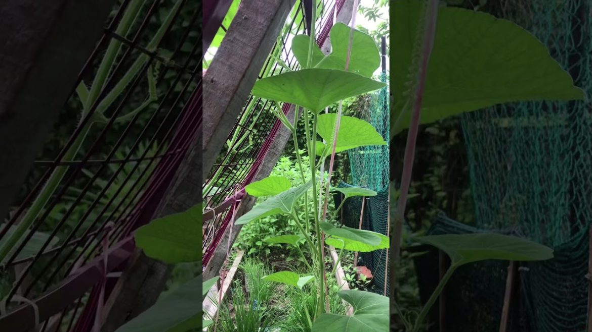 Bottle Gourd Plants At My Backyard Garden (After 5 Weeks) #Shorts Bottle Gourd Plants At My Backyard Garden (After 5 Weeks) #Shorts