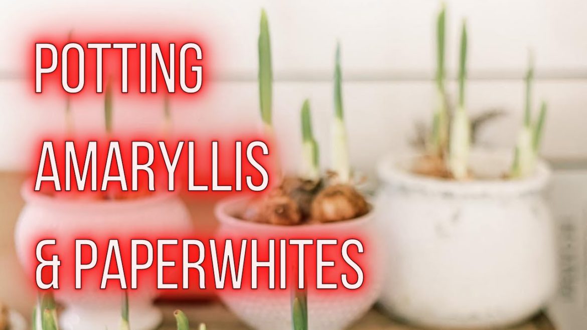 POTTED BULBS for the HOLIDAYS | Amaryllis & Paperwhites | PepperHarrow POTTED BULBS for the HOLIDAYS | Amaryllis & Paperwhites | PepperHarrow