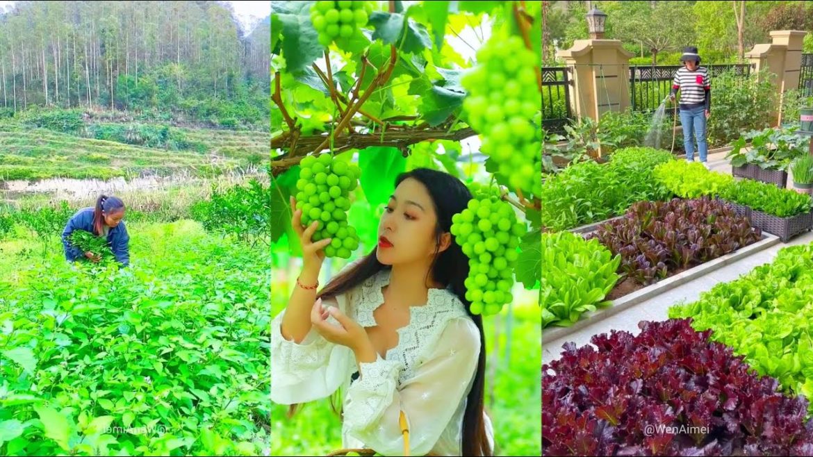 Beautiful Nature with Rural Life | Stunning Vegetable Gardens With Relating Music