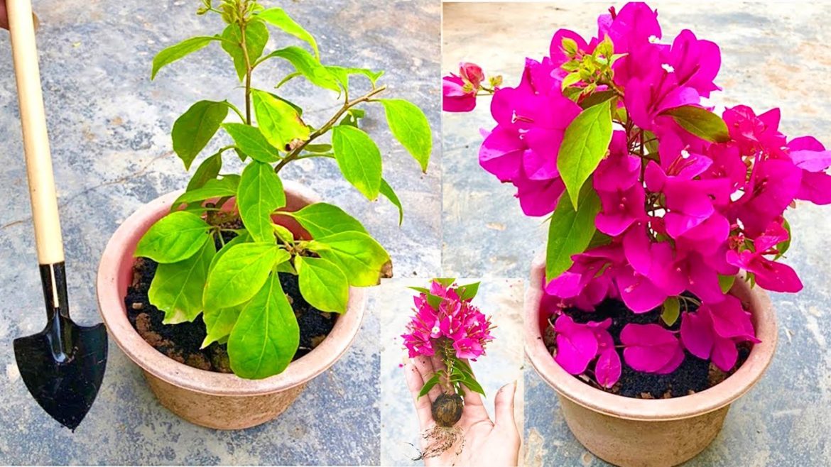 Try planting rose branches | How to grow roses with branches #growfollowers