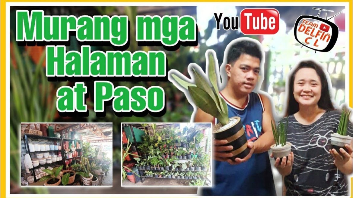 MURANG MGA HALAMAN AT PASO | INDOOR AT OUTDOOR PLANTS | GARDENING SUPPLIES MURANG MGA HALAMAN AT PASO | INDOOR AT OUTDOOR PLANTS | GARDENING SUPPLIES