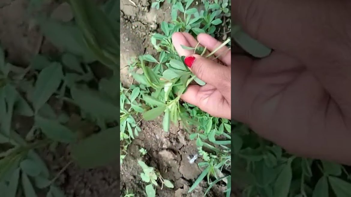 #village methi vegetable #gardening#methi#viral