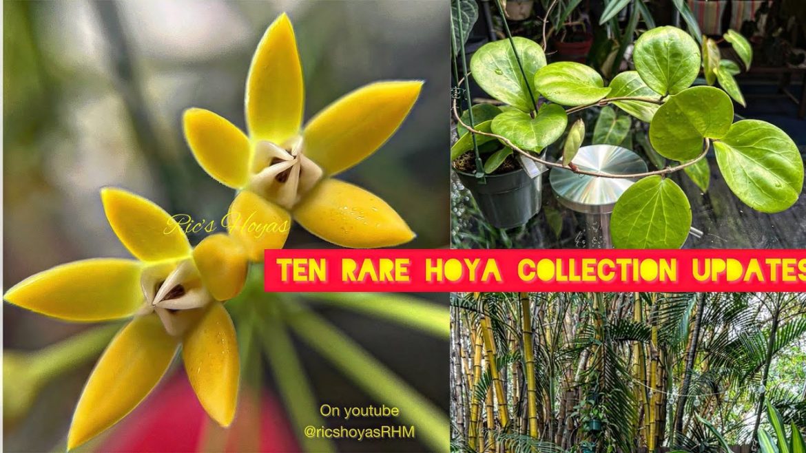 RARE HOYA UPTATES with GARDEN  TOUR. #hoyas #urbanjungle #houseplants