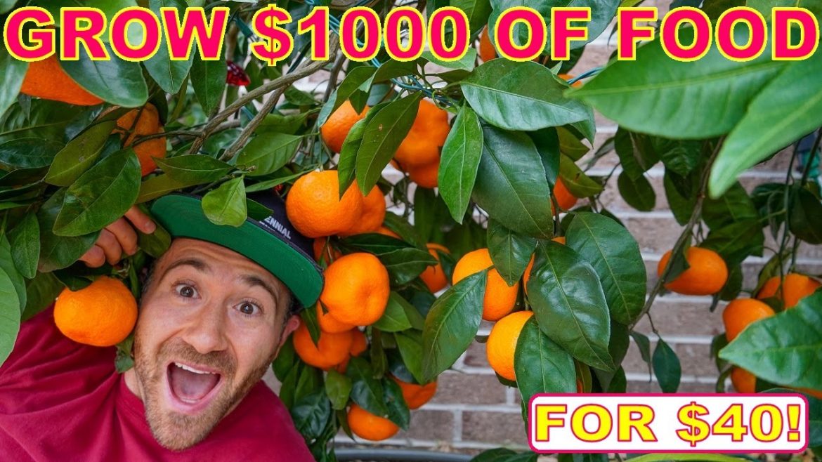How To Grow $1000 Of FOOD From ONE Fruit Tree: My BEST Investing Tip!