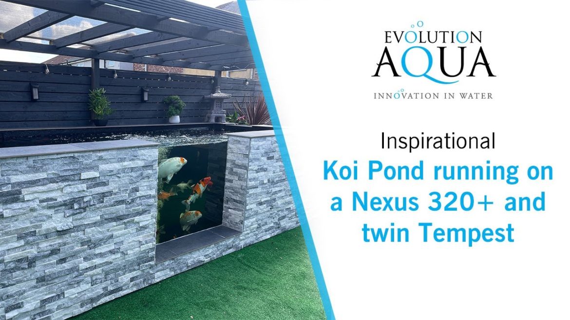 Self Built Koi Pond – Evolution Aqua Nexus and Twin Tempest! Self Built Koi Pond - Evolution Aqua Nexus and Twin Tempest!