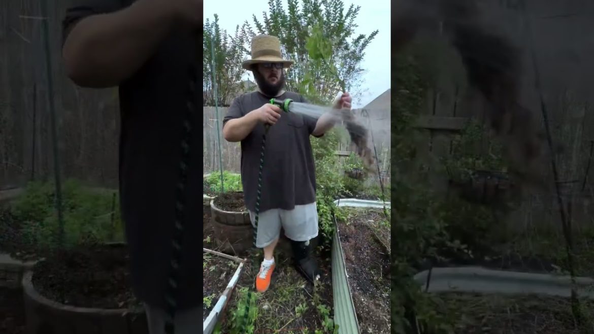 Growing a Pepper Bonsai in Jabba The Hutt #gardening #pepperplant #indoorplants #shorts