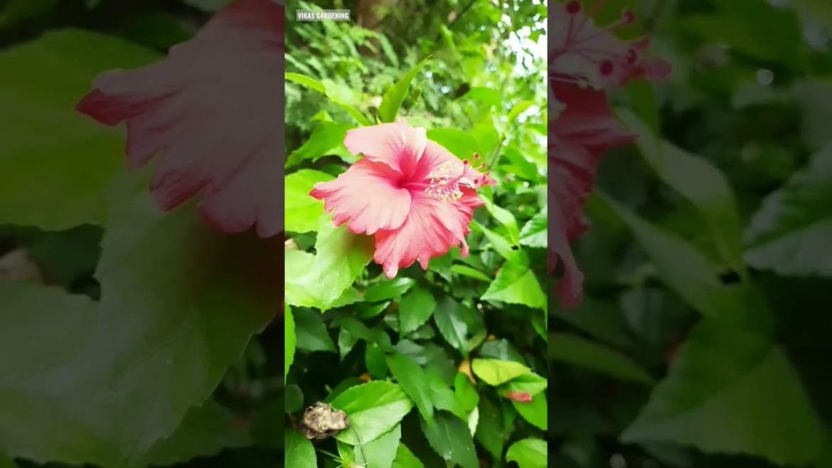 Hibiscus flower | Hibiscus plant care | Vikas Gardening | Hibiscus Plant With Cutting | #shorts