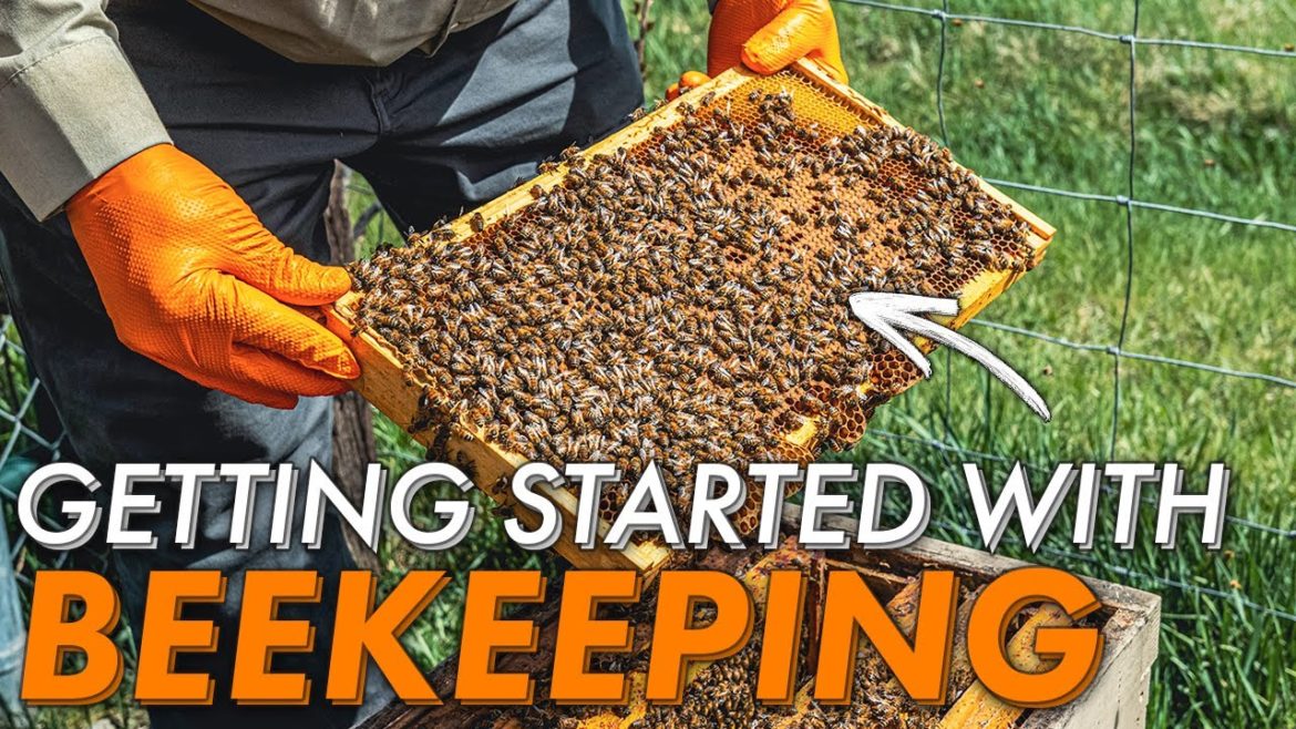 Urban Beekeeping | Where do I start? | Intro to Homestead Urban Beekeeping | Where do I start? | Intro to Homestead