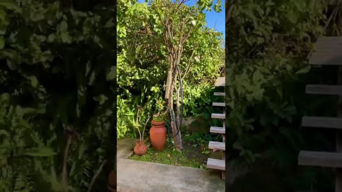 Backyard garden in Ponta Delgada - Azores, Portugal 🇵🇹