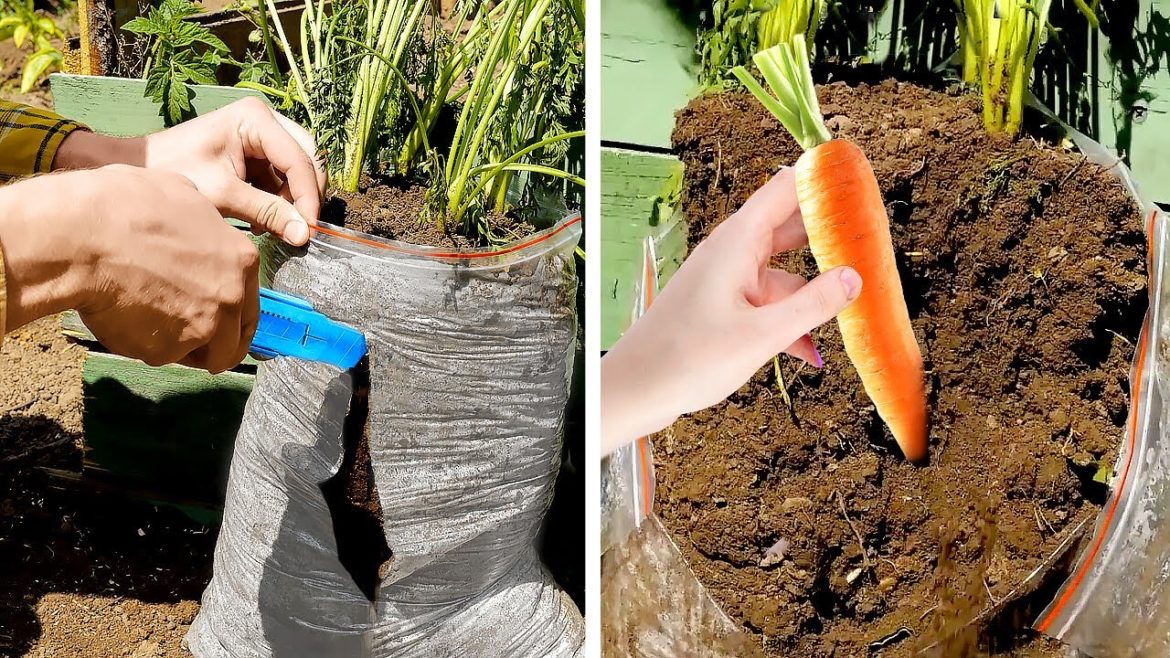 Gardening Hack To Grow And Harvest Faster 🍀