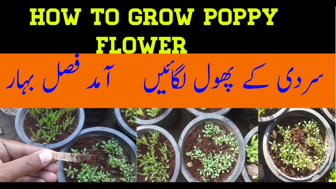 How To Grow And Care Poppy Plants At Home| Amazing Gardening Tips | Urban kitchen gardening How To Grow And Care Poppy Plants At Home| Amazing Gardening Tips | Urban kitchen gardening