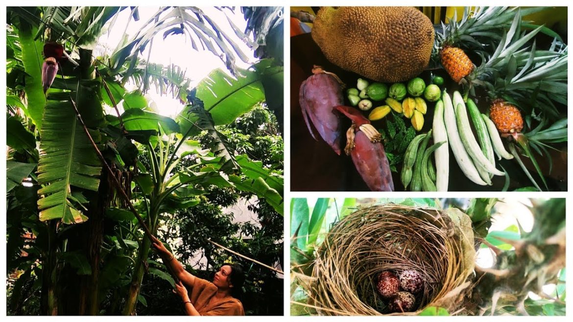 Incredible Backyard Garden Harvest | Garden Harvesting