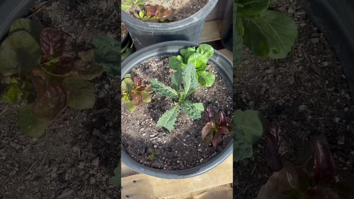 Container gardening update for fall gardening #shorts #fall #containergardening