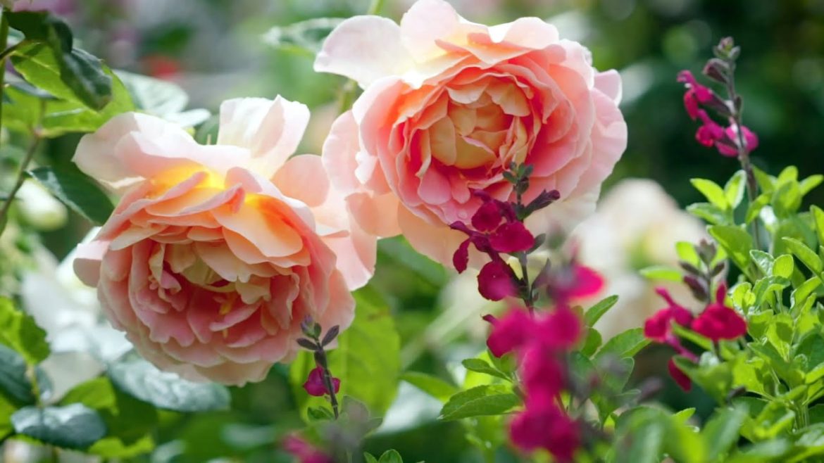 The Garden Gurus - Rose Growing Beauties