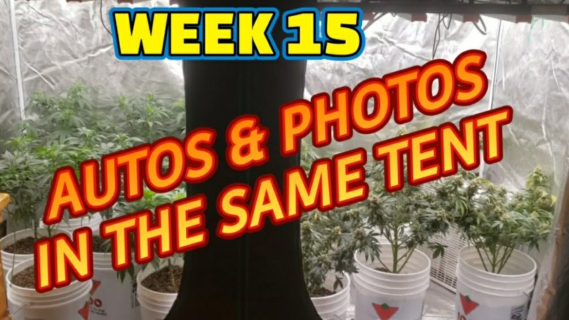 How to Grow Autoflowers & Photos-Seed to Harvest Guide to Growing Cannabis #spiderfarmer Grow Series