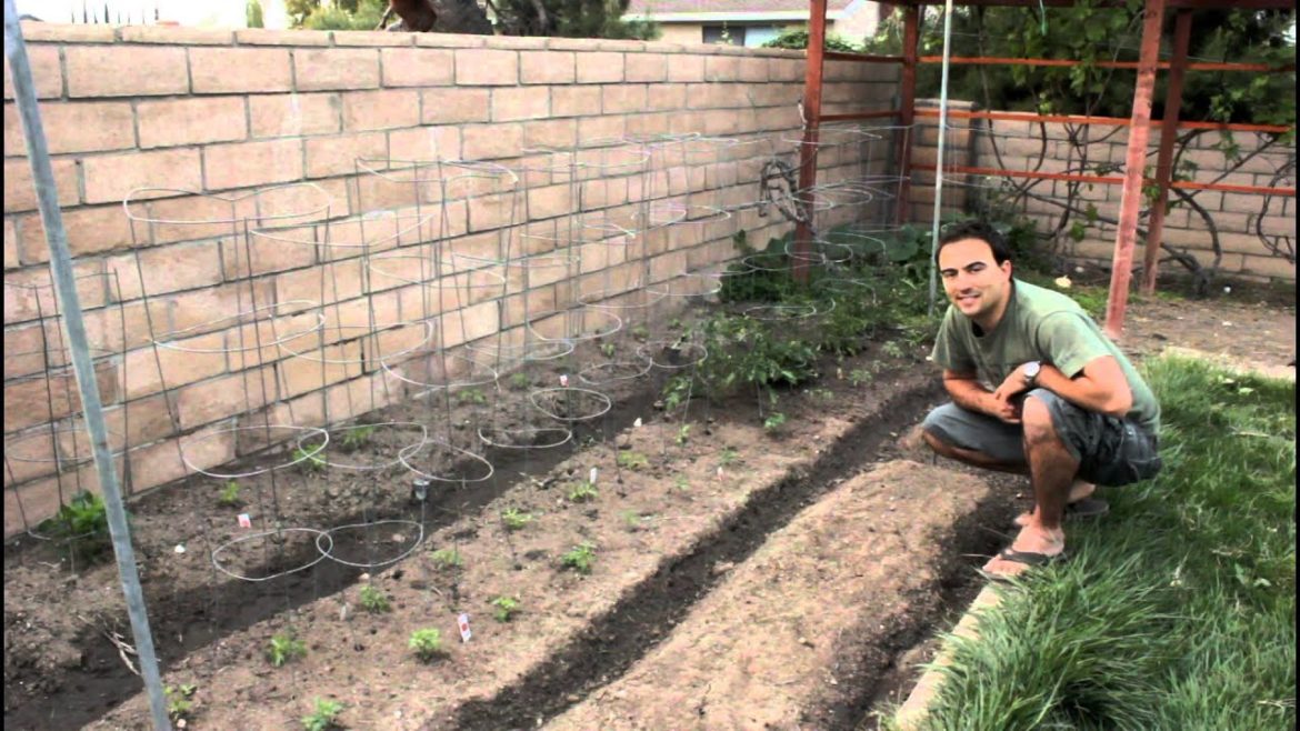 Easy Garden Tips and Ideas for Growing Tomatoes from the California Gardener Easy Garden Tips and Ideas for Growing Tomatoes from the California Gardener