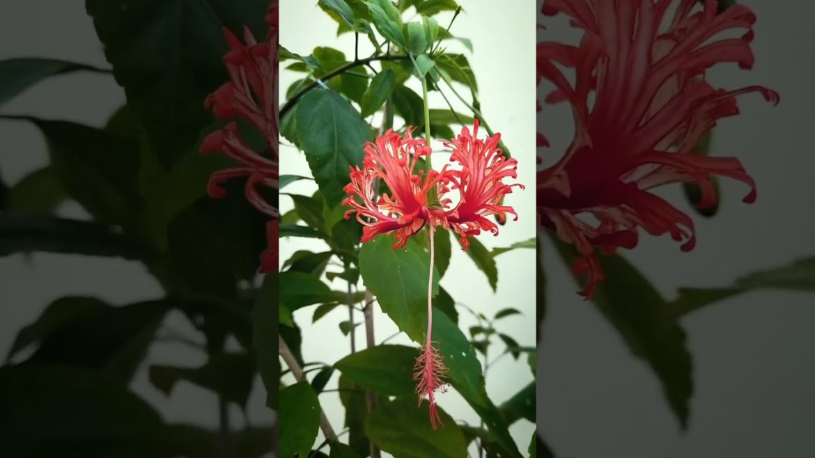 जापान का लालटेन | इंडिया का झुमका | hibiscus (गुड़हल) जापान का लालटेन | इंडिया का झुमका | hibiscus (गुड़हल)