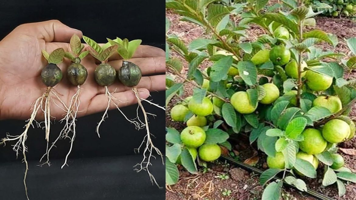 Unique Skill How to breed Guava tree from fruit || How to make an guava tree easily from guava