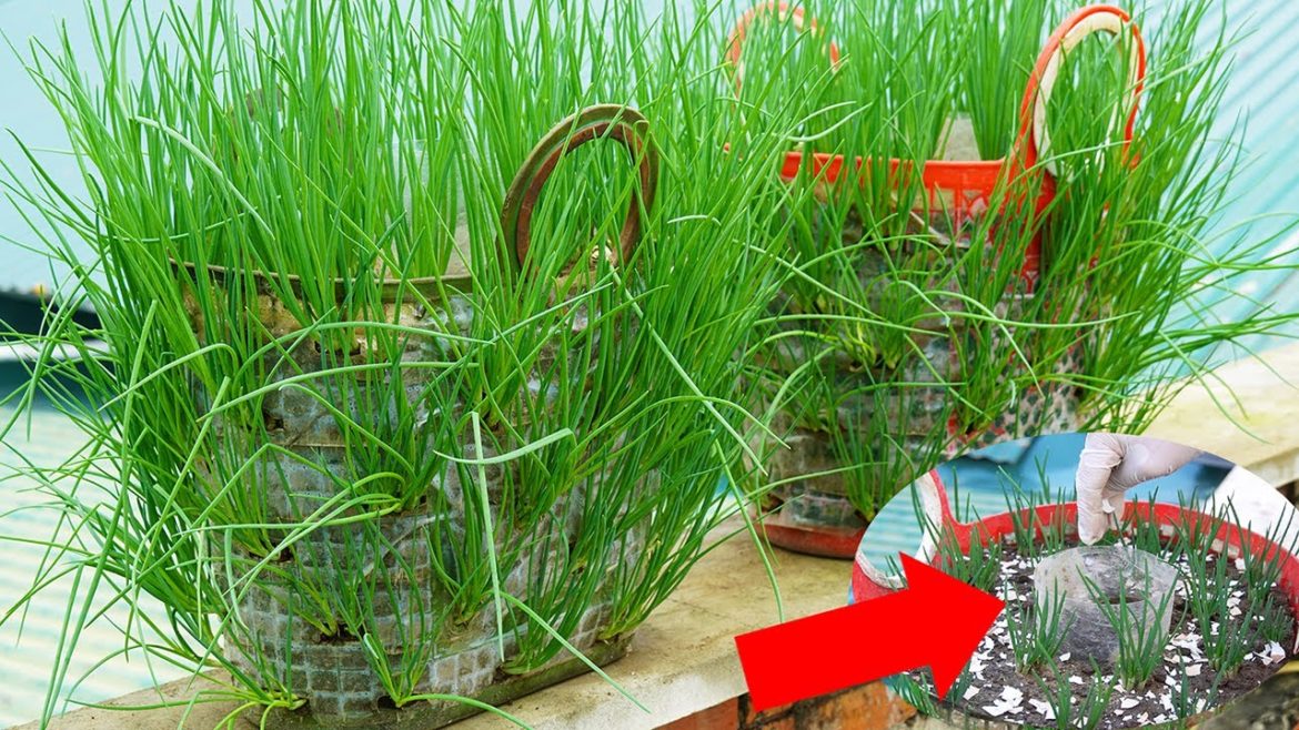 How To Grow Onions And Garlic In Automatic Watering Plastic Containers