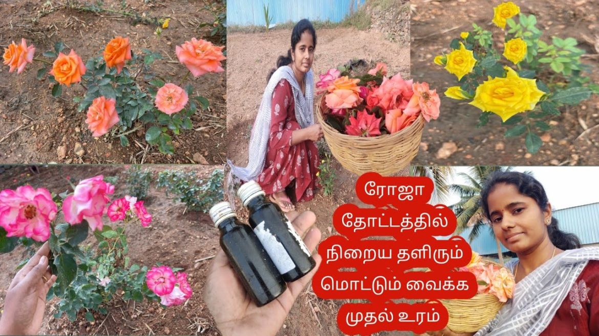 ரோஜா செடி வைத்து இரண்டே நாளில் அறுவடை || தளிரும் மொட்டுக்களும் நிறைய எடுக்க முதல் உரம் Rose garden