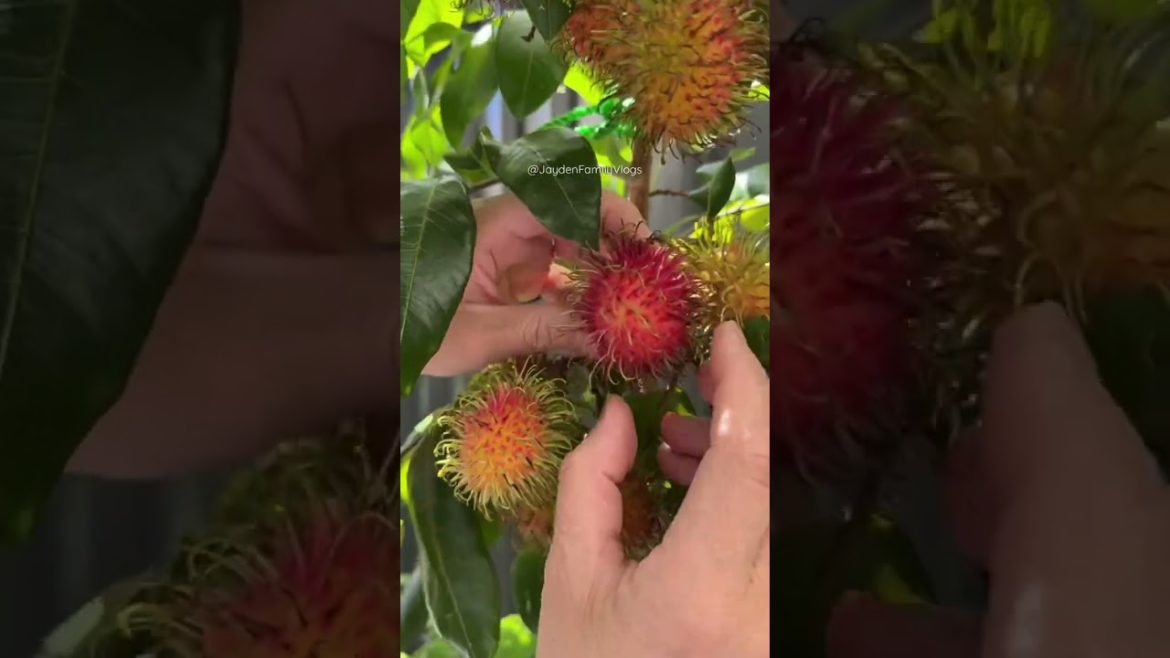Fruit Cutting Rambutan : Chôm Chôm?? #shorts #satisfying #fruitcutting #fruit #food #oddlysatisfying