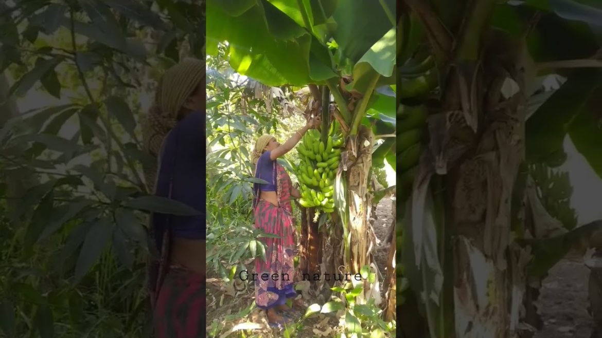 fertilizer ke bina banana plant| बिना किसी खाद के बनाना प्लांट #shorts #youtubeshorts #trending fertilizer ke bina banana plant| बिना किसी खाद के बनाना प्लांट #shorts #youtubeshorts #trending