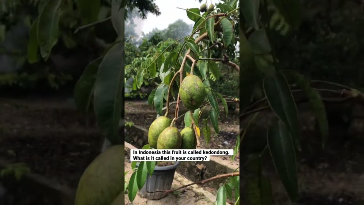 What is it called in your country? #garden #gardening #gardenideas #gardeningtips #gardentips What is it called in your country? #garden #gardening #gardenideas #gardeningtips #gardentips