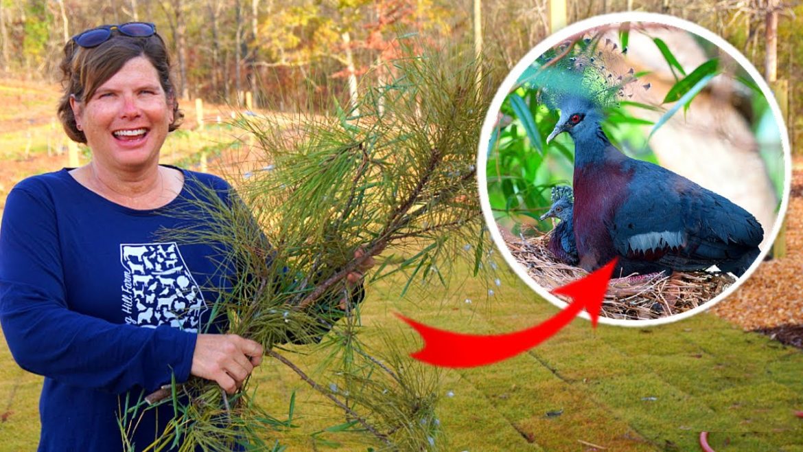 The Rare Victorian Crowned Pigeons Are Wanting To Make A Nest!!