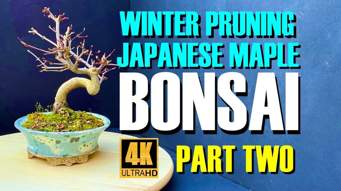 Winter Pruning Japanese Maple Bonsai - Part two